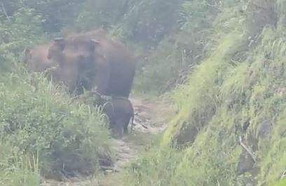 കൂട്ടംതെറ്റിയ കുട്ടിയാനയെ അമ്മയാനയ്ക്ക് അരികില്‍ എത്തിച്ചപ്പോള്‍