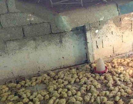 കോഴിക്കുഞ്ഞുങ്ങൾ ചത്ത നിലയിൽ