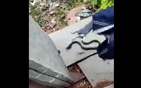 ബാഗില്‍ നിന്ന് പുറത്തേയ്ക്ക് എടുത്ത പാമ്പിന്റെ ദൃശ്യം