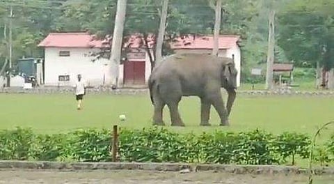 ഗ്രൗണ്ടില്‍ പന്ത് തട്ടുന്ന കാട്ടാനയുടെ ദൃശ്യം