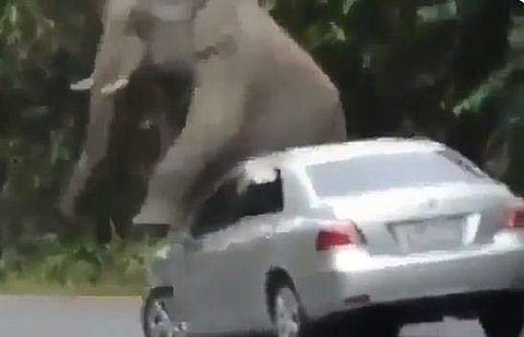 കാറിന്റെ പുറത്തുകയറി നില്‍ക്കുന്ന കാട്ടാനയുടെ ദൃശ്യം