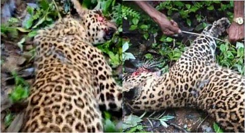 മാങ്കുളത്ത് പുലിയെ നാട്ടുകാര്‍ തല്ലിക്കൊന്നു/ടെലിവിഷന്‍ ദൃശ്യം