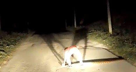 പാമ്പിന്റെ വാലില്‍ പിടിച്ച് റോഡരികിലേക്ക് മാറ്റിയിടുന്ന യാത്രക്കാരന്റെ ദൃശ്യം