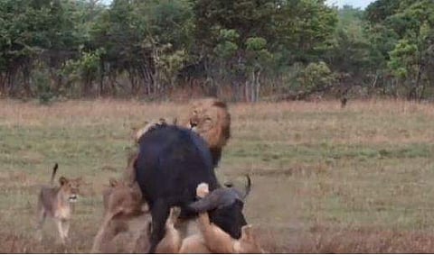 കാട്ടുപോത്തിനെ ആക്രമിക്കുന്ന സിംഹക്കൂട്ടത്തിന്റെ ദൃശ്യം