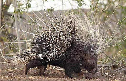 ഫയല്‍ ചിത്രം