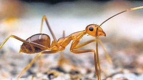 പ്രതീകാത്മക ചിത്രം