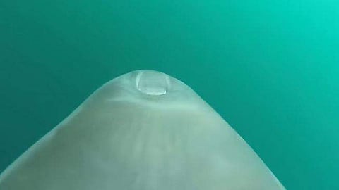 കടല്‍ പാമ്പുകളെ ഭക്ഷിക്കുന്ന ഡോള്‍ഫിന്റെ ദൃശ്യം