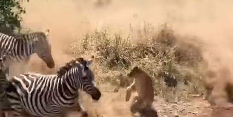 സീബ്രാക്കൂട്ടത്തില്‍ ഒന്നിനെ ലക്ഷ്യമിട്ട് ചാടുന്ന സിംഹത്തിന്റെ ദൃശ്യം