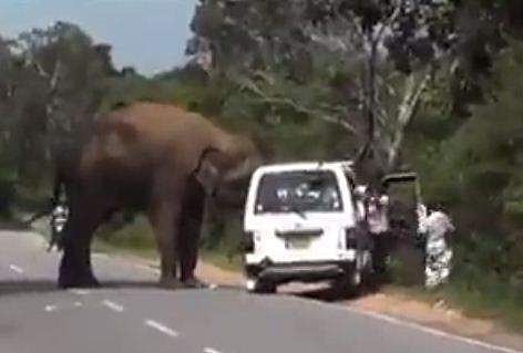 ആനയുടെ ആക്രമണം ഭയന്ന് വാനില്‍ നിന്ന് ഇറങ്ങി ഓടി രക്ഷപ്പെടാന്‍ ശ്രമിക്കുന്ന ദൃശ്യം