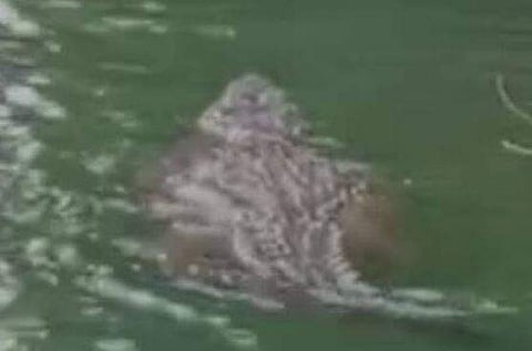 യുവതിയെ ആക്രമിച്ച മുതലയുടെ ദൃശ്യം, സ്‌ക്രീന്‍ഷോട്ട്‌