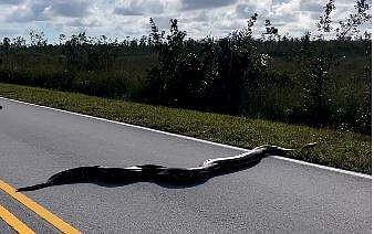 പെരുമ്പാമ്പ് റോഡ് മുറിച്ചുകടക്കുന്ന ദൃശ്യം