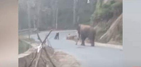 സ്‌കൂട്ടര്‍ യാത്രക്കാര്‍ കാട്ടാനയ്ക്ക് മുന്നില്‍/ ടിവി ദൃശ്യം