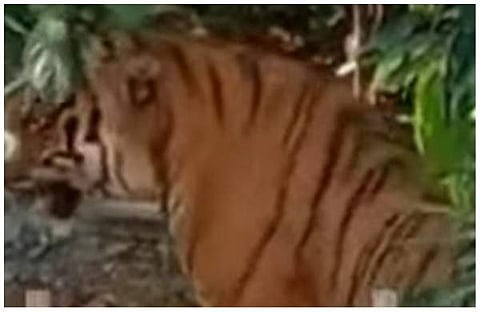 വയനാട്ടില്‍ പിടികൂടിയ കടുവ/വീഡിയോ സ്‌ക്രീന്‍ഷോട്ട്