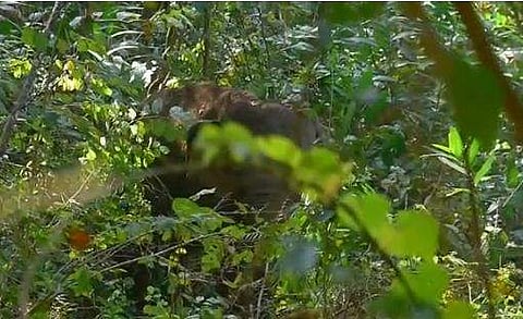 ചരിഞ്ഞ കുട്ടിയാനക്ക് അരികില്‍ മണിക്കൂറുകളായി കാവല്‍ നില്‍ക്കുന്ന അമ്മയാനയുടെ കാഴ്ച, സ്‌ക്രീന്‍ഷോട്ട്‌