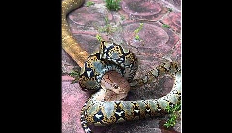 പെരുമ്പാമ്പിനെ കടിച്ചുപിടിച്ചിരിക്കുന്ന രാജവെമ്പാലയുടെ ദൃശ്യം