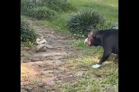 പാമ്പും നായയും നേര്‍ക്കുനേര്‍ നില്‍ക്കുന്ന ദൃശ്യം