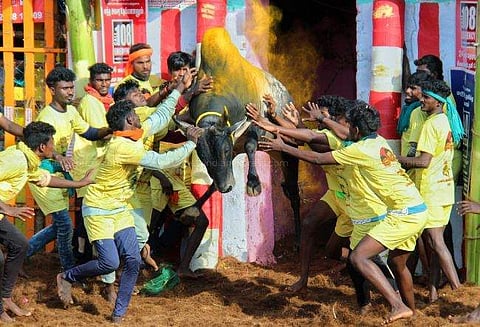 പാലമേട് ജെല്ലിക്കെട്ട്/ ഫോട്ടോ: എക്‌സ്പ്രസ്