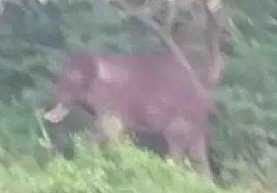 പിടി 7ന്റെ ദൃശ്യം, സ്‌ക്രീന്‍ഷോട്ട്‌