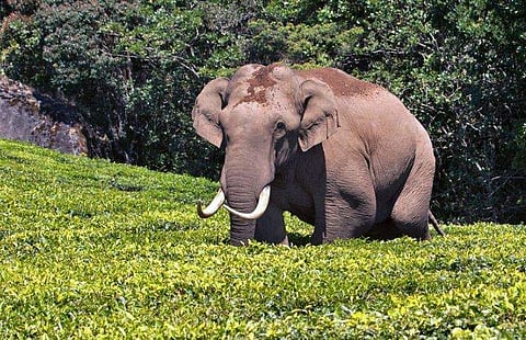 കാട്ടുകൊമ്പൻ 'പടയപ്പ'