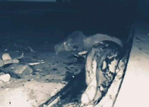 മൗണ്ടെയ്ന്‍ ലയണിനെ പെരുമ്പാമ്പ് വരിഞ്ഞുമുറുക്കുന്ന ദൃശ്യം