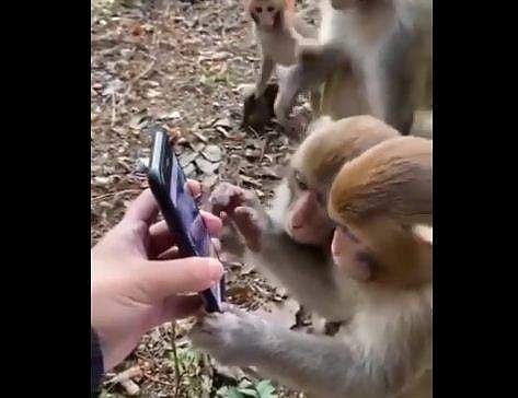 സ്മാര്‍ട്ട്‌ഫോണ്‍ ഉപയോഗിക്കുന്ന കുരങ്ങന്മാര്‍