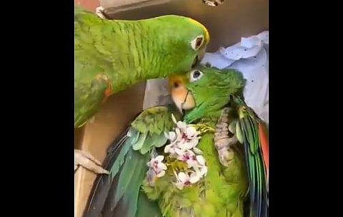 തത്തയുടെ സ്‌നേഹപ്രകടനം