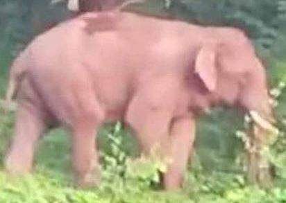 നാട്ടിലിറങ്ങിയ പി ടി 7നെന്ന ഒറ്റയാന്‍ /ടെലിവിഷന്‍ ചിത്രം