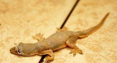 രസവടയിൽ ചത്ത പല്ലി/ പ്രതീകാത്മക ചിത്രം