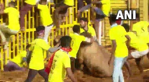 ജെല്ലിക്കെട്ട്, ഫയല്‍/എഎന്‍ഐ