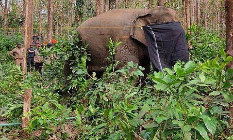 പി ടി സെവനെ മയക്കുവെടി വെച്ചപ്പോള്‍