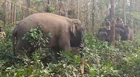 പിടി സെവന് ചുറ്റും കുങ്കിയാനകള്‍/ വിഡിയോ ദൃശ്യത്തില്‍ നിന്ന്‌