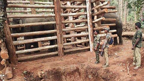 പി ടി സെവന്‍ കൂട്ടില്‍, സമീപം കുങ്കിയാന