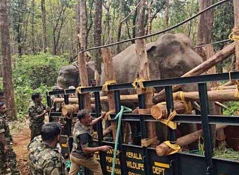 പിടി സെവനെ ലോറിയില്‍ കയറ്റുന്നു/ ടിവി ദൃശ്യം