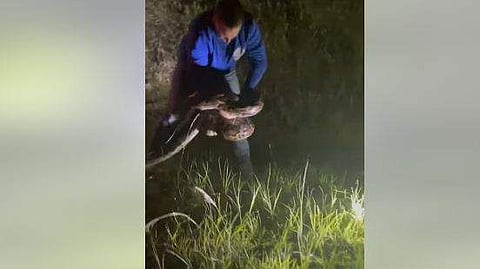 ഭീമന്‍ പെരുമ്പാമ്പിനെ വെറുംകൈ കൊണ്ട് പിടികൂടുന്ന യുവാവിന്റെ ദൃശ്യം