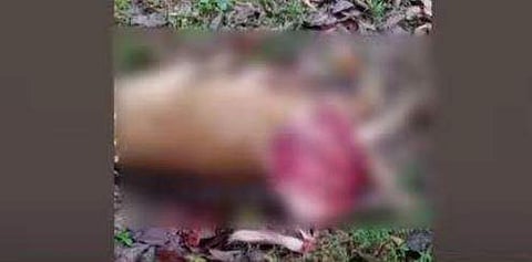 റോഡില്‍ കണ്ടെത്തിയ മാനിന്റെ ജഡം/ ടെലിവിഷന്‍ ചിത്രം