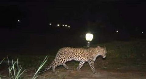 പുലിയുടെ സിസിടിവി ദൃശ്യം