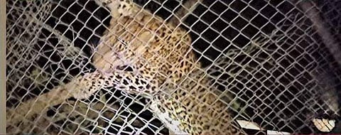 പുലി വലയില്‍ കുടുങ്ങിയ നിലയില്‍/ ടിവി ദൃശ്യം