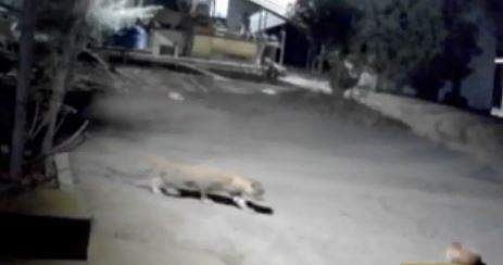 തെരുവുനായയെ ആക്രമിക്കാന്‍ പതുങ്ങി വരുന്ന പുലിയുടെ ദൃശ്യം