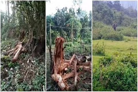 കാട്ടാന കൃഷി നശിപ്പിച്ച നിലയില്‍/ ടിവി ദൃശ്യം