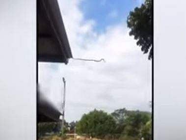 മേല്‍ക്കൂരയുടെ മുകളില്‍ നിന്ന് ചാടാന്‍ ഒരുങ്ങുന്ന പാമ്പിന്റെ ദൃശ്യം