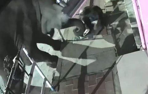 കാട്ടാന നാട്ടുകാരനെ തുമ്പിക്കൈ വീശി അടിച്ച് നിലത്തിടുന്ന ദൃശ്യം