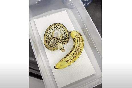 പഴത്തിന്റെ ആകൃതിയിലുള്ള പാമ്പ്