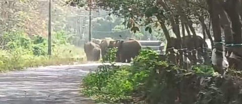 നാട്ടിലിറങ്ങിയ ആനക്കൂട്ടം/ ടിവി ദൃശ്യം