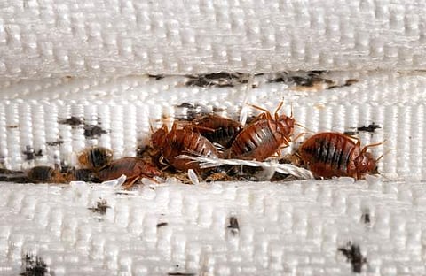 മൂട്ട ശല്യത്തിൽ പൊറുതിമുട്ടി പരീസ്/ എക്‌സ്