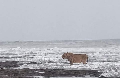 അറബിക്കടലിന്റെ തീരത്ത് എത്തിയ സിംഹത്തിന്റെ ദൃശ്യം
