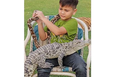 മുതലയും പെരുമ്പാമ്പുമായി കളിക്കുന്ന കുട്ടിയുടെ ദൃശ്യം