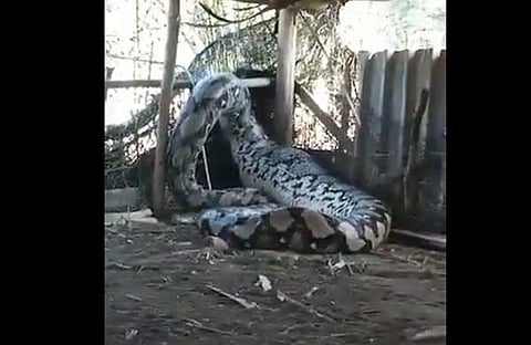 പെരുമ്പാമ്പ് കെണിയിൽ വീണ നിലയിൽ