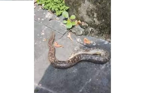 ​ഗുരുവായൂരിൽ സ്കൂട്ടറിൽ നിന്ന് പിടികൂടിയ അണലിയുടെ ദൃശ്യം, സ്ക്രീൻഷോട്ട്