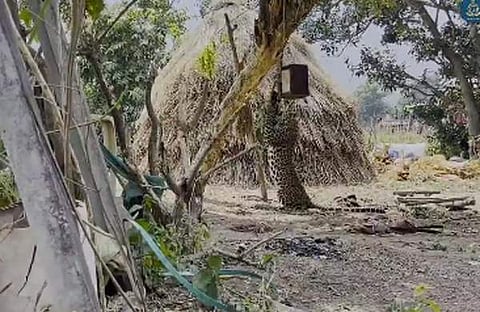 പുലി വയറില്‍ കുരുങ്ങിയ നിലയില്‍, സ്‌ക്രീന്‍ഷോട്ട്‌