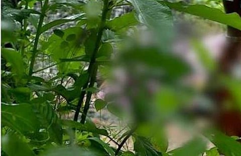 പത്തനംതിട്ടയിൽ കത്തിക്കരിഞ്ഞ നിലയിൽ മൃതദേഹം, സ്ക്രീൻഷോട്ട്